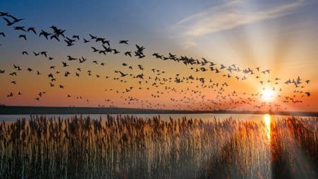 Ausflug ab Bremen: Esens-Bensersiel – die urige "Bärenstadt" an der Küste