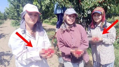 Bu köy Avrupa’nın gözdesi oldu! Sadece orada yetişiyor, her yıl tonlarca ürün gidiyor: Üreticinin cebi dolup taşıyor!