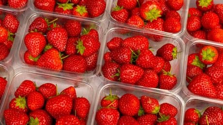 Strawberries bucking the trend to get bigger and cheaper in 2025 – here’s why