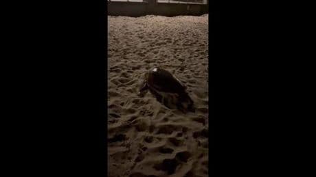 Tartaruga Caretta Caretta sulla spiaggia di San Terenzo a Lerici | Video
