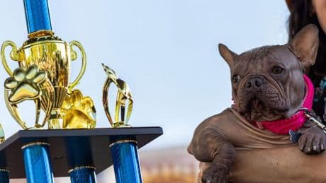Petunia: Sie ist der "hässlichste Hund der Welt"