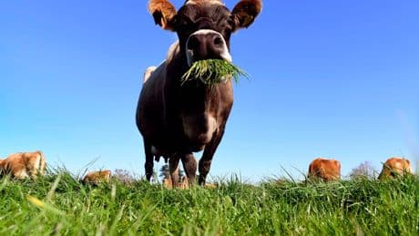 Landwirtschaft: Kühle Kühe geben mehr Milch