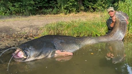 Weltrekord-Angler fängt Fisch der Träume - Auf diesen Riesen-Wels habe ich 35 Jahre gewartet