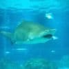 Une baigneuse mordue « très probablement » par un requin-taureau au large de New York