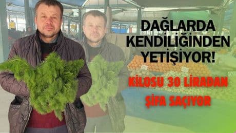 Yüzyıllardır kullanılıyordu, yeniden gündem oldu! Kilosu 30 liradan satılıyor, şifa saçıyor: O ilimizde kendiliğinden yetişiyor