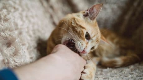 Kuscheln mit Risiko - Darum beißen Katzen beim Schmusen