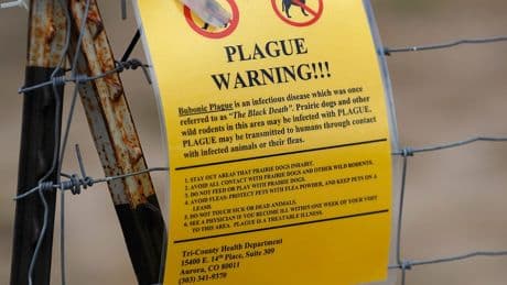 Arizona resident dies of pneumonic plague, the first deadly case in area in nearly 20 years