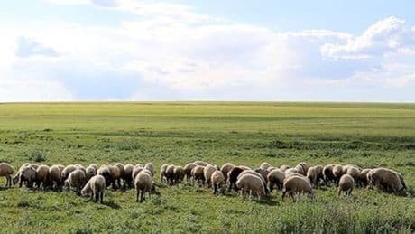 Mera alanlarının tahsis amacının değiştirilmesi düzenlemesi