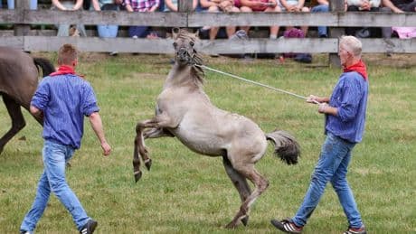 Tradition: Wildpferdefang bei Dülmen: 26 Junghengste gefangen