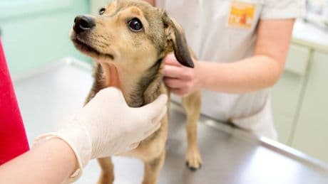 Hund, Katze, Maus und Co.: Diese Kosten kommen beim Tierarzt auf Sie zu
