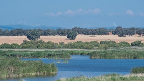 Moncloa fabrica su milagro climático: las Tablas de Daimiel, del desastre al paraíso en 72 días
