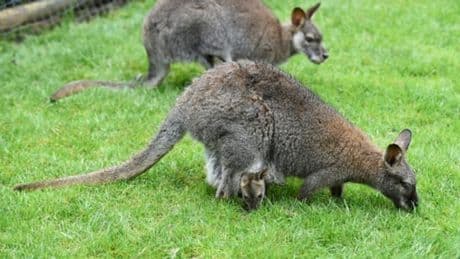 "Apeuré" et "non-agressif": un appel à témoins lancé pour retrouver deux wallabies en fuite entre la France et la Belgique