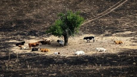 El árbol 'milagro' de Tres Cantos que demuestra la importancia del ganado en la prevención de incendios