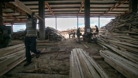 China’s Appetite for Rosewood Is Causing Chaos in Africa