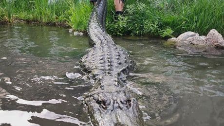 Alligator that starred in 'Happy Gilmore' dies of old age in Colorado