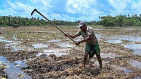 Energy Insecurity Threatens Food Production
