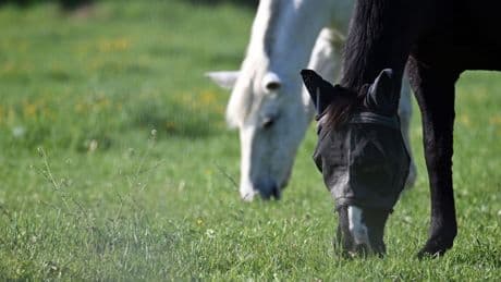 Verkehr: Auto fährt in Gruppe ausgebüxter Pferde - zwei Tiere tot