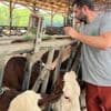 "Soulagement", "larmes aux yeux"... Les éleveurs savoyards peuvent enfin faire vacciner leurs vaches contre la dermatose nodulaire