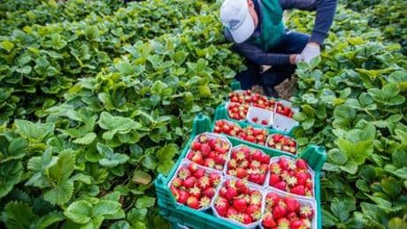 Karge Ernten bei Erdbeeren und Spargel