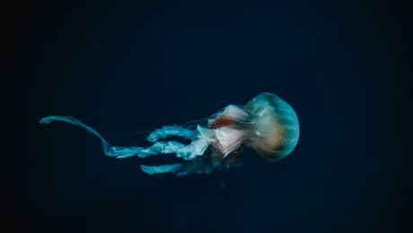 More than 99% of the Deep Sea Still Remains a Mystery