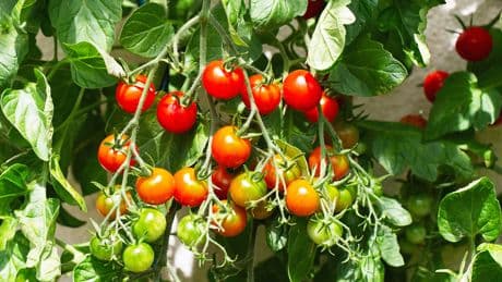 Schnellere Tomaten-Ernte: 5 einfache Tricks