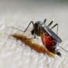 Expert urges calm over mosquito disease found in UK
