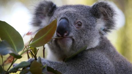 Pourquoi l’Australie a décidé d’abattre des centaines de koalas en détresse