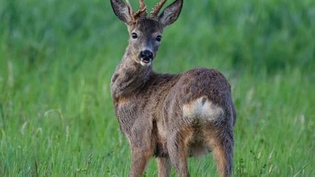 Tierische Rettungsaktion: Reh in Varel aus Hafenbecken gerettet