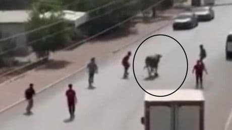 Mersin'de kaçan boğa trafiği birbirine kattı!