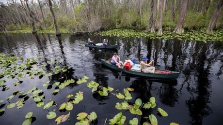 A former Trump official backs World Heritage status for the vast Okefenokee Swamp