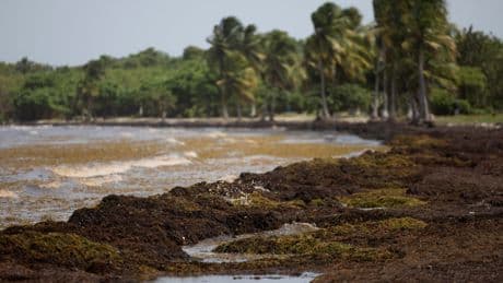 A mystery wave of seaweed is causing a stink in the Caribbean