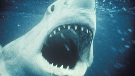 Jaws child star reveals staggering amount he earns 50 years after hit film