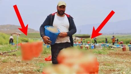 Don ve kuraklık bu ürünü teğet geçti! Rekolte de verim de yüksek: Üreticinin yüzü gülüyor, tarlada 8 TL’den satılıyor