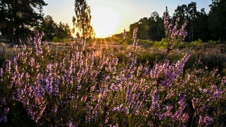 Heide-Safari: Führung im Blütenmeer in der Kyritz-Ruppiner Heide