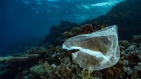 Plastic Bag Bans And Fees Can Reduce Shoreline Litter, Study Finds
