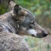 Streit um Raubtier: Schafzuchtverband: Brauchen keine Abschussquote für den Wolf