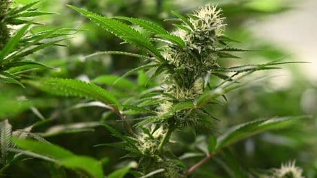 Kriminalität: Polizei stellt fast 1.500 Cannabispflanzen sicher
