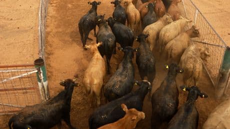 How the U.S. and Mexico Are Fighting Deadly Flesh-Eating Screwworms