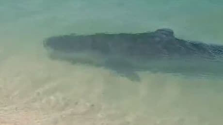 Familie filmt ALLES - Tigerhai-Angriff direkt am Strand