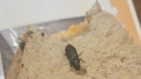 'I thought I'd bitten chunk of cinnamon in my Meal Deal - then it wriggled'