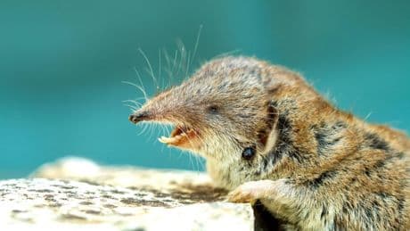 Tödlicher Erreger: Mann in Oberbayern stirbt an seltenem Borna-Virus
