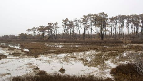 El nivel del mar aumenta y tiene un efecto inesperado: la aparición de bosques de 'fantasmas'