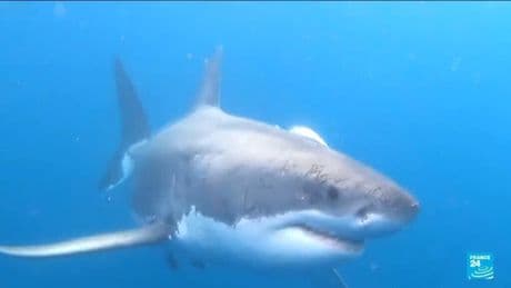 Swimmer challenges shark stigma at 'Jaws' anniversary