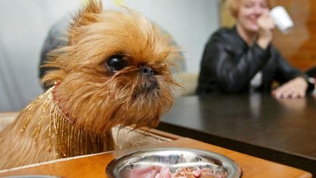 De catador de comida para perros a empujador de metro: trabajos que no sabías que existen