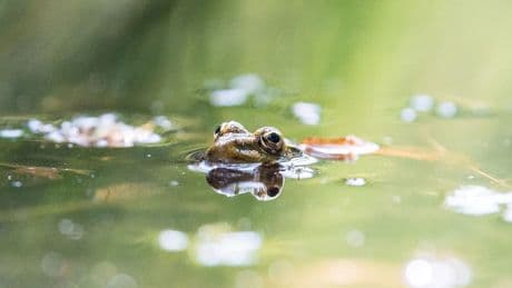 Artenvielfalt im Garten: So viel Leben gibt es nur mit einem Teich
