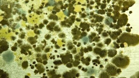 Killer fungus causes 1.7 million deaths annually as it spreads to Europe