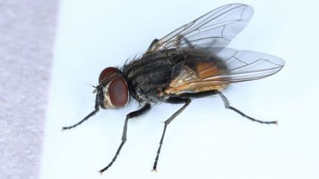 Was fressen Fliegen: Warum ihre Ernährung zum Gesundheitsrisiko wird