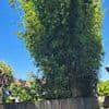My neighbour's bamboo is costing me thousands... but he doesn't care - here's why