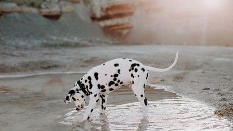 Regenwetter: Darum sollte Ihr Hund niemals aus Pfützen trinken