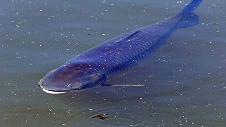 Riesenwels in Thüringen gefangen: Angler stellt Rekord auf